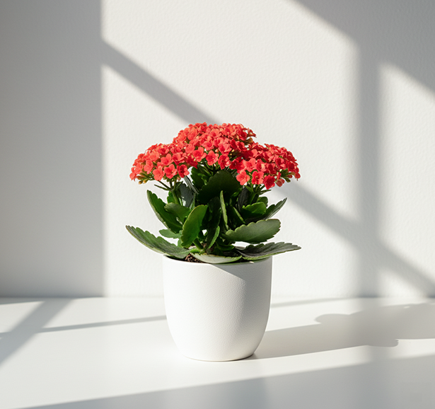 Kalanchoe