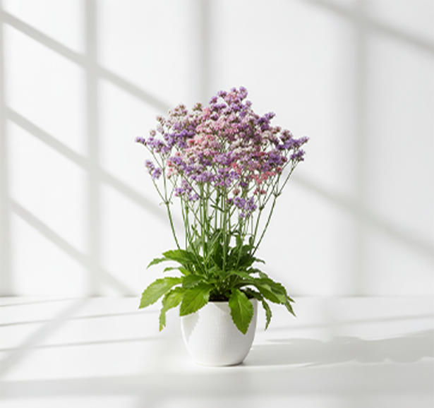 Limonium